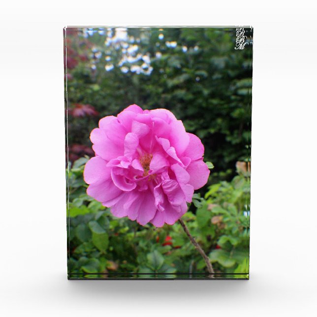 A Single Pink Flower Photo Block (Front)