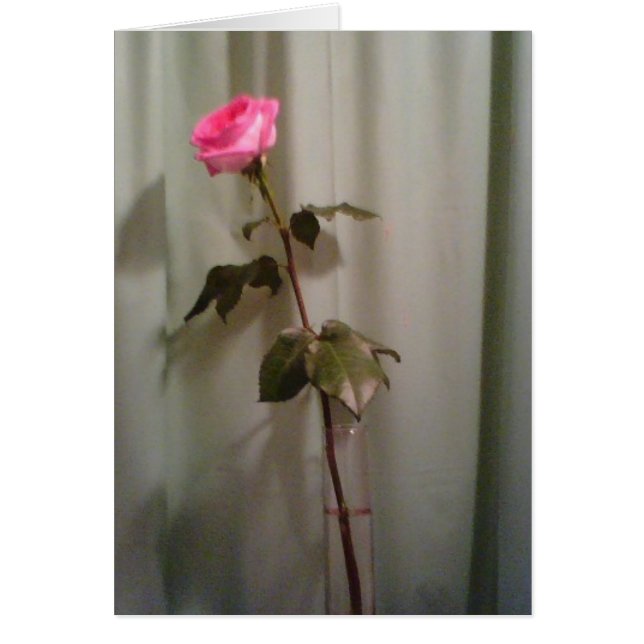 A Single Pink Rose (Front)
