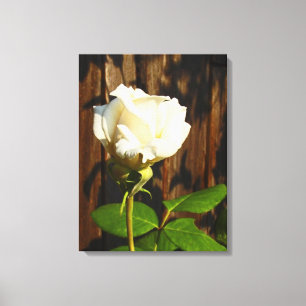 A Single White Rose - Wrapped Canvas