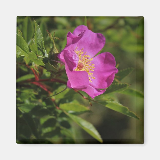 A Single Wild Rose Magnet (Front)