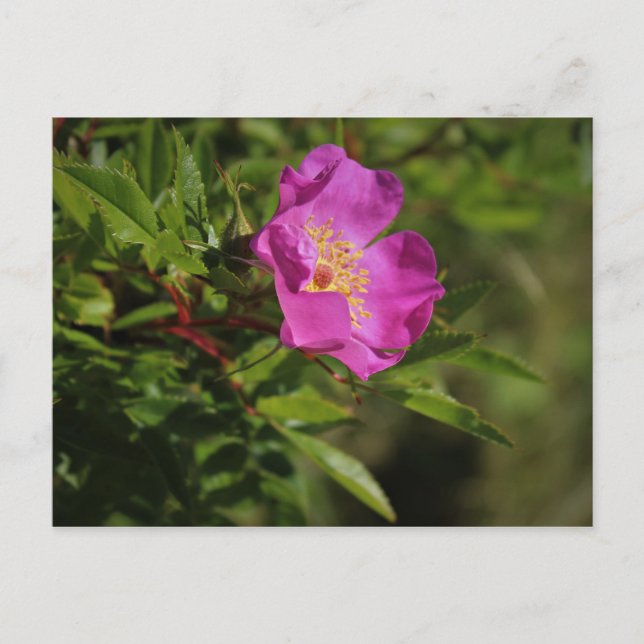 A Single Wild Rose Postcard (Front)