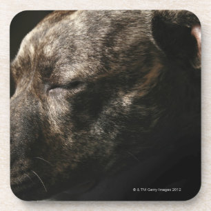A sleeping pit bull dog coaster