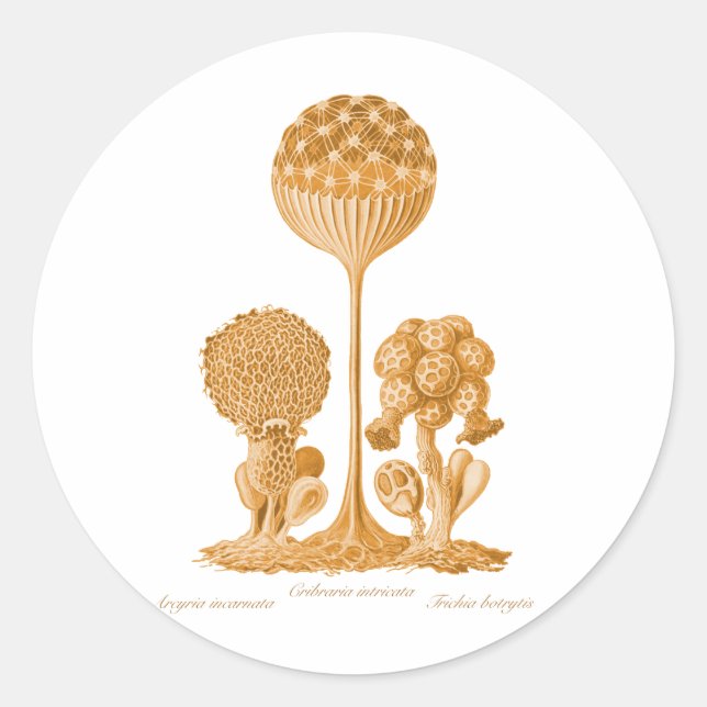 A Slime Mould Classic Round Sticker (Front)