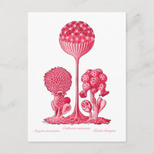 A Slime Mould Postcard