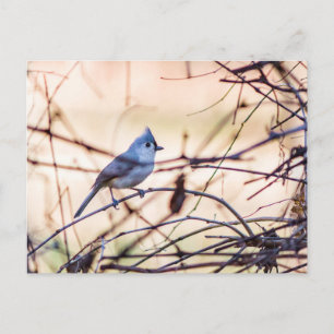 A small bird hiding in the bushes. holiday postcard