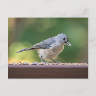 A small tufted titmouse eating birdseed. postcard