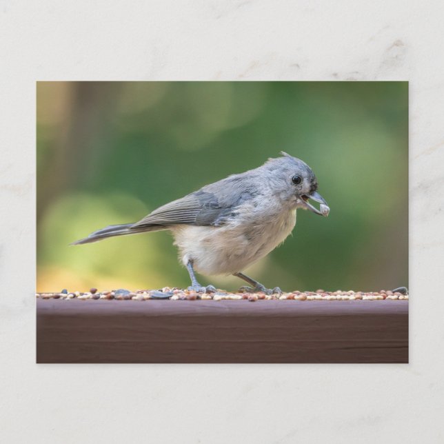 A small tufted titmouse eating birdseed. postcard (Front)