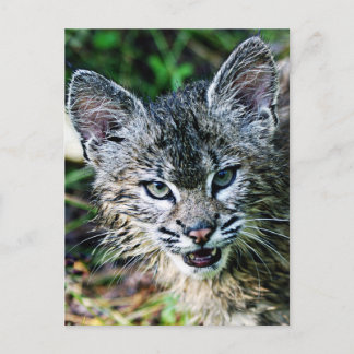 A Smiling Bobcat Kitten Postcard