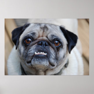 A Smiling Pug Poster
