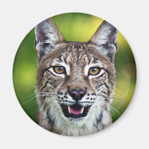 A Smiling Siberian Lynx Magnet