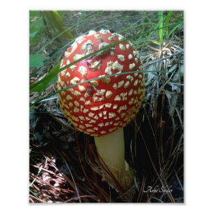 A Snail Exploring a Red Amanita Muscaria Mushroom Photo Print