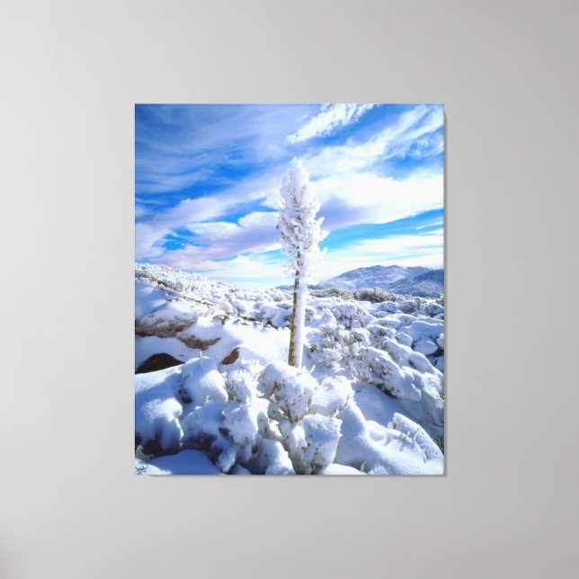 A snow covered yucca canvas print (Front)