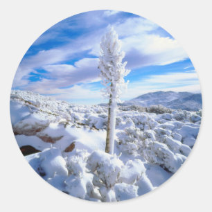 A snow covered yucca classic round sticker