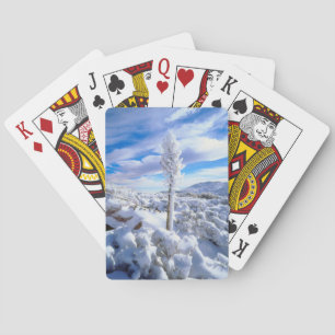 A snow covered yucca playing cards