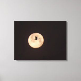 A Snow Goose Against A Full Moon   New Mexico Canvas Print