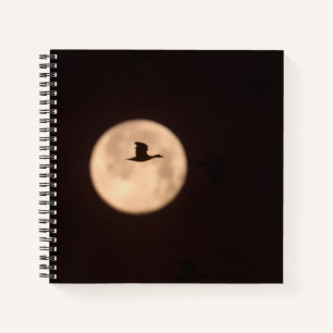 A Snow Goose Against A Full Moon   New Mexico Notebook