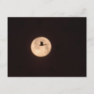 A Snow Goose Against A Full Moon New Mexico Postcard
