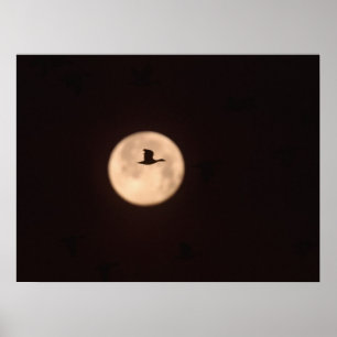 A Snow Goose Against A Full Moon New Mexico Poster