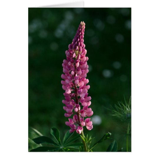 A solitary lupine holds vigil card