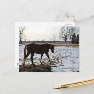 A Sorrel Horse in Winter With Snow Postcard