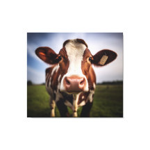 A Soulful Stare Cow Photorealism Digital Painting