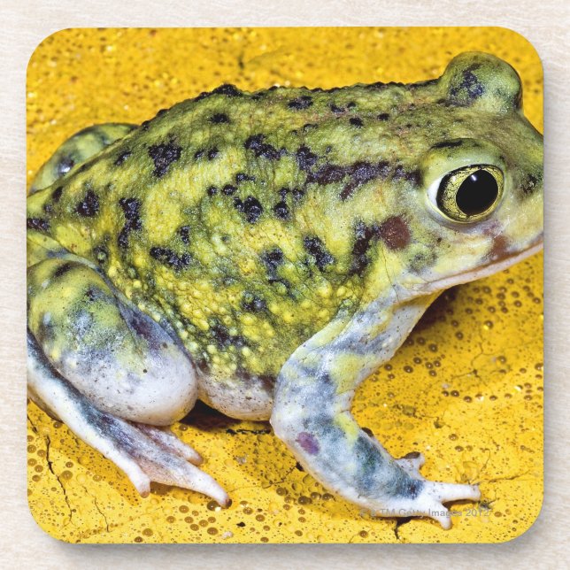 A spadefoot toad coaster (Front)