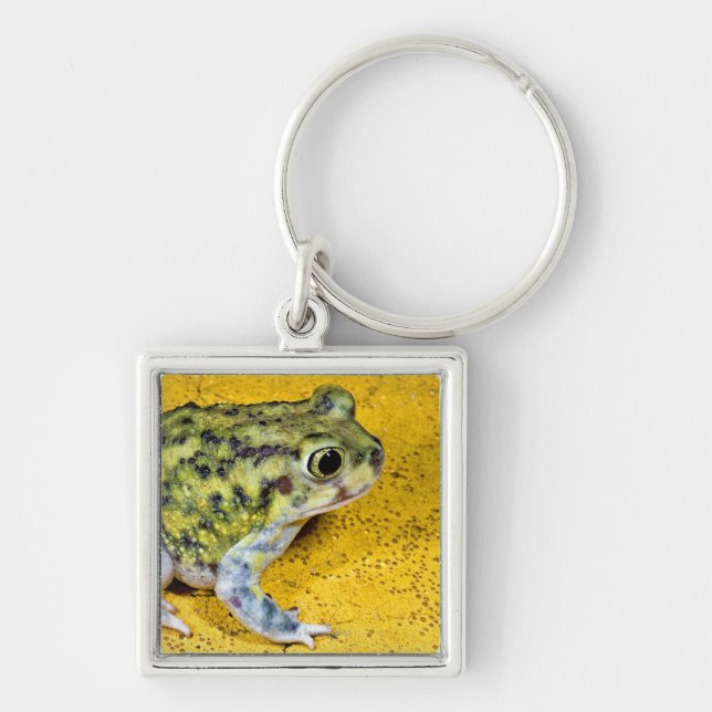 A spadefoot toad key ring (Front)