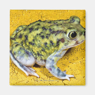A spadefoot toad magnet
