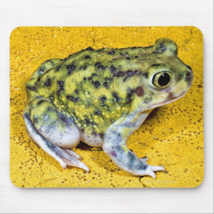 A spadefoot toad mouse mat