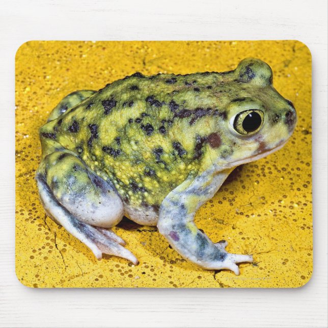 A spadefoot toad mouse mat (Front)