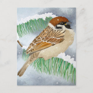 A Sparrow in winter Postcard