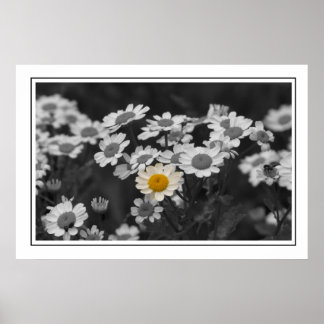 A Special Daisy Poster