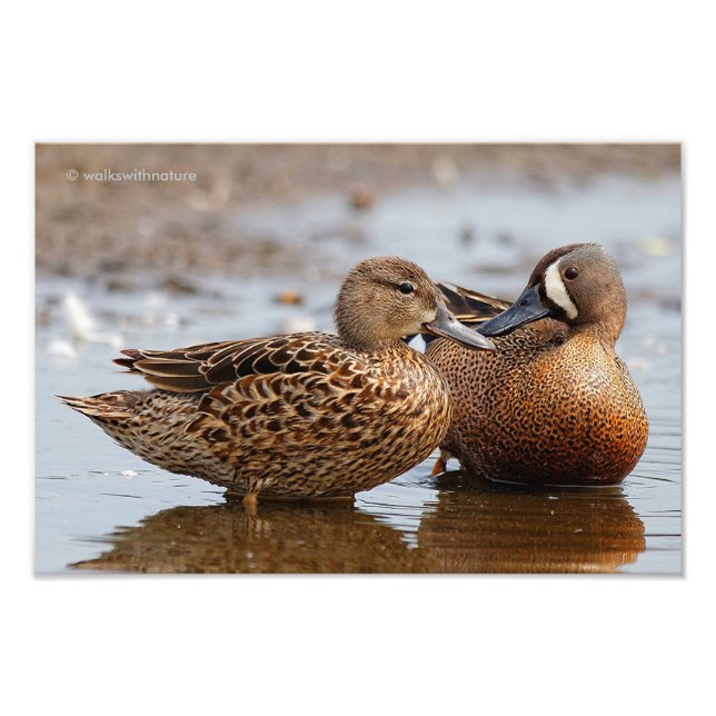 A Special Moment Between Blue-Winged Teals Photo Print (Front)