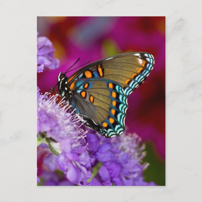 A Spicebush Swallowtail Butterfly Postcard (Front)