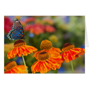 A Spicebush Swallowtail, Papilio troilus
