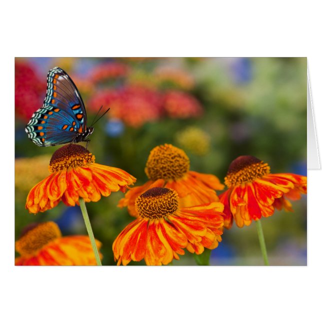A Spicebush Swallowtail, Papilio troilus (Front Horizontal)