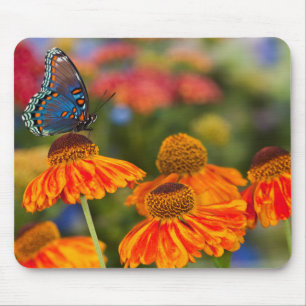 A Spicebush Swallowtail, Papilio troilus Mouse Mat