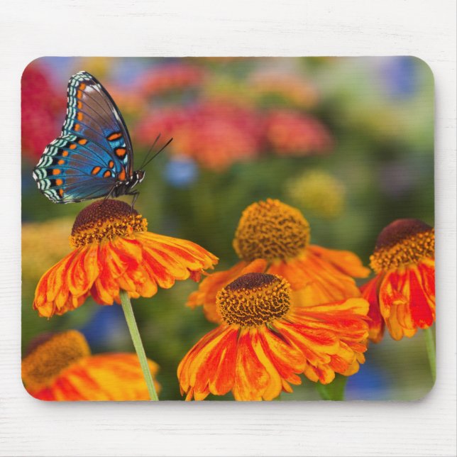 A Spicebush Swallowtail, Papilio troilus Mouse Mat (Front)