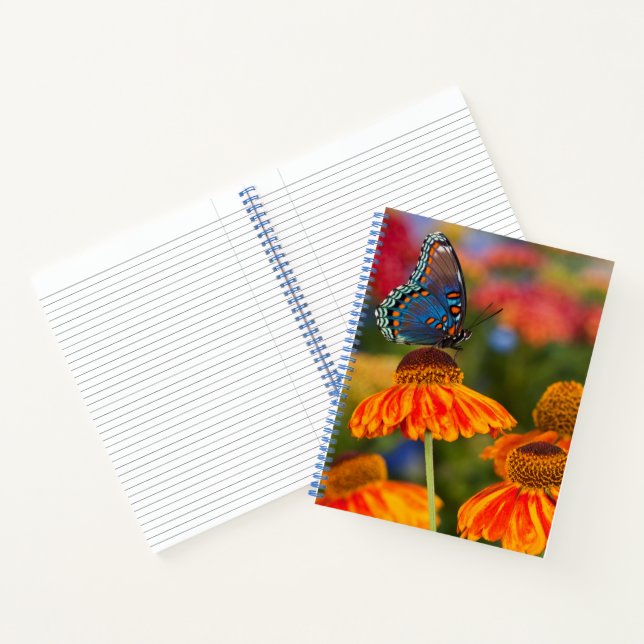 A Spicebush Swallowtail, Papilio troilus Notebook (Inside)