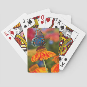 A Spicebush Swallowtail, Papilio troilus Playing Cards