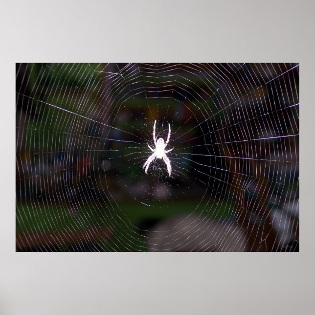 A Spiders Web Poster (Front)