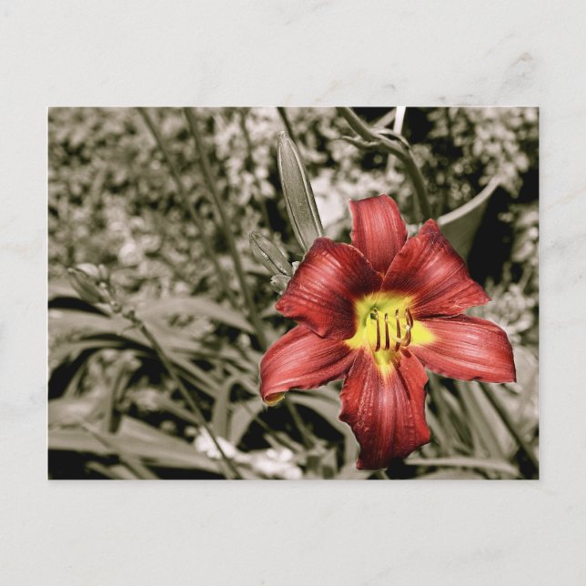 A Splash of Colour Postcard (Front)