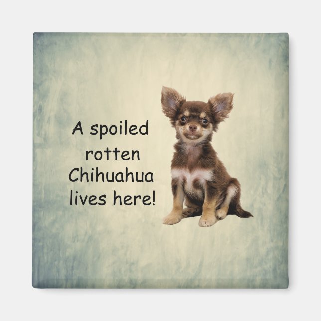 A Spoiled Rotten Chihuahua Dog Lives here Magnet (Front)