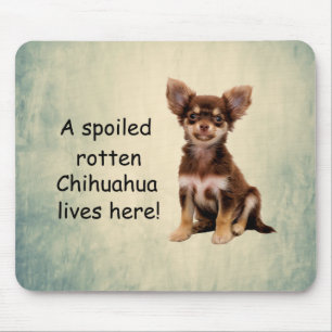 A Spoiled Rotten Chihuahua Dog Lives here Mouse Mat