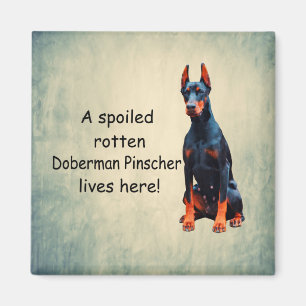 A Spoiled Rotten Doberman Pinscher Lives Here Magnet