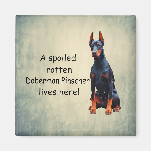 A Spoiled Rotten Doberman Pinscher Lives Here Magnet (Front)
