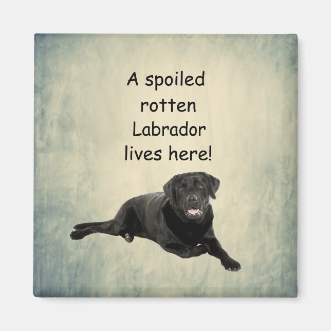 A Spoiled Rotten Labrador Lives Here Magnet (Front)