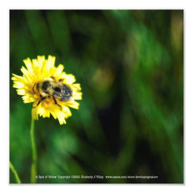 A Spot of Yellow Photo Print (Front)