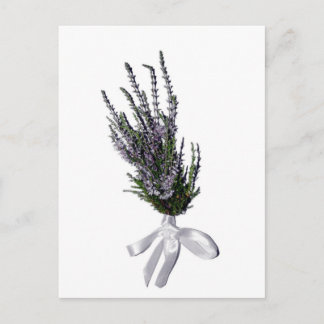 A Sprig of Heather from Scotland Postcard