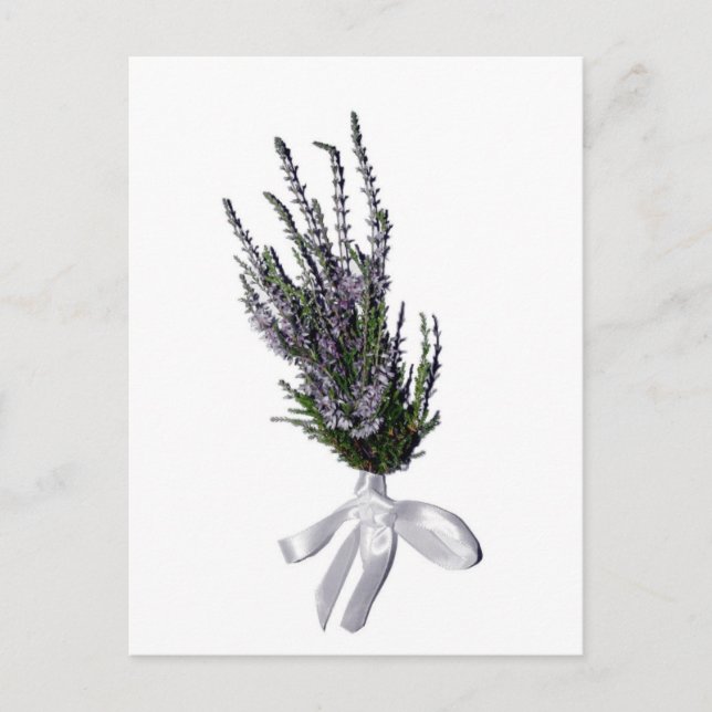A Sprig of Heather from Scotland Postcard (Front)